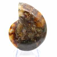 Amonita de Madagascar com face polida e não polida