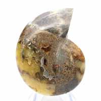 Amonita natural de Madagascar - Peça decorativa