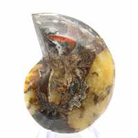 Fóssil de amonita polido: estética e ciência