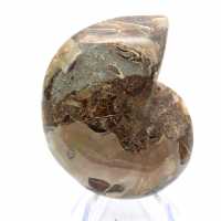 Amonita fossilizada: Contraste de texturas naturais