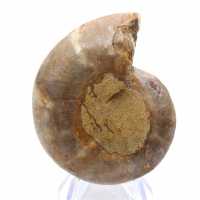 Espécime de amonita: A espiral de Madagascar