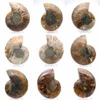 Amonita polida: Geometria marinha de Madagascar