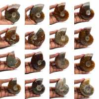 Amonite polida inteira de Madagáscar Amonite polida inteira de Madagáscar