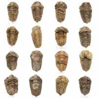 Fóssil de trilobite Marrocos
