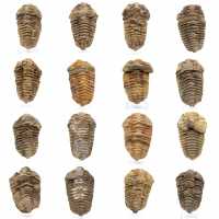 Fóssil de trilobite Marrocos