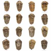 Fóssil de trilobite Marrocos