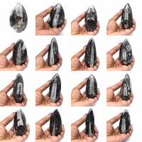 Fóssil de Orthoceras de Marrocos