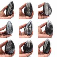 Ortoceras marroquinas Ortoceras marroquinas