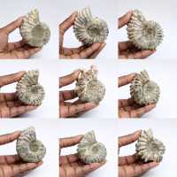 Amonites Douvilleiceras inaequinodum