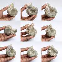 Amonites Douvilleiceras inaequinodum