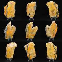 Jaspe Bumblebee Jaspe Bumblebee