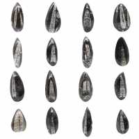 Orthoceras fósseis do Marrocos