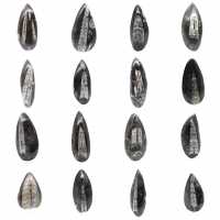 Orthoceras fósseis do Marrocos