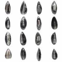 Orthoceras fósseis do Marrocos