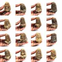 Trilobita fóssil