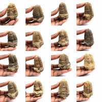 Trilobita fóssil