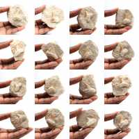 Dente fóssil de Otodus