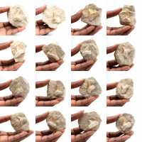 Dente fóssil de Otodus Dente fóssil de Otodus