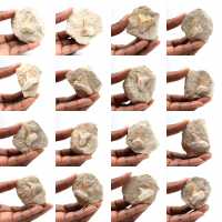 Dente fóssil de Otodus