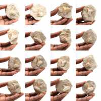 Dente fóssil de Otodus