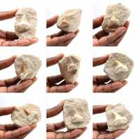 Dente fóssil de Otodus do Marrocos