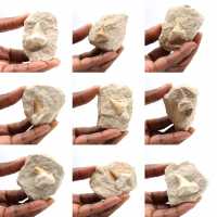 Dente fóssil de Otodus do Marrocos Dente fóssil de Otodus do Marrocos