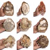 Fatia de madeira petrificada polida, pequeno ornamento fóssil, Madagascar