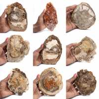 Fatia de madeira petrificada polida, pequeno ornamento fóssil, Madagascar