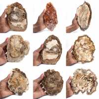 Fatia de madeira petrificada polida, pequeno ornamento fóssil, Madagascar