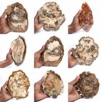 Fatia de madeira petrificada polida, pequeno ornamento fóssil, Madagascar