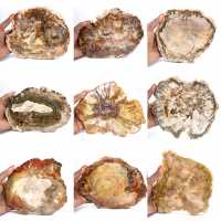 Grande fatia de madeira petrificada - Coleção Majunga