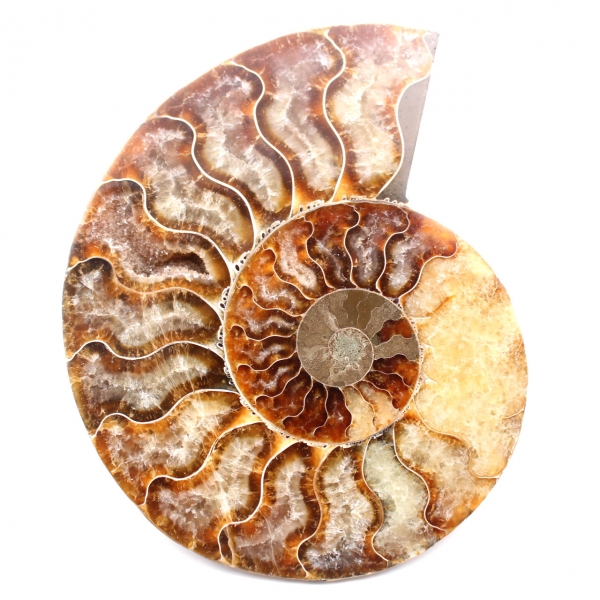 Fóssil de amonita polida e polida