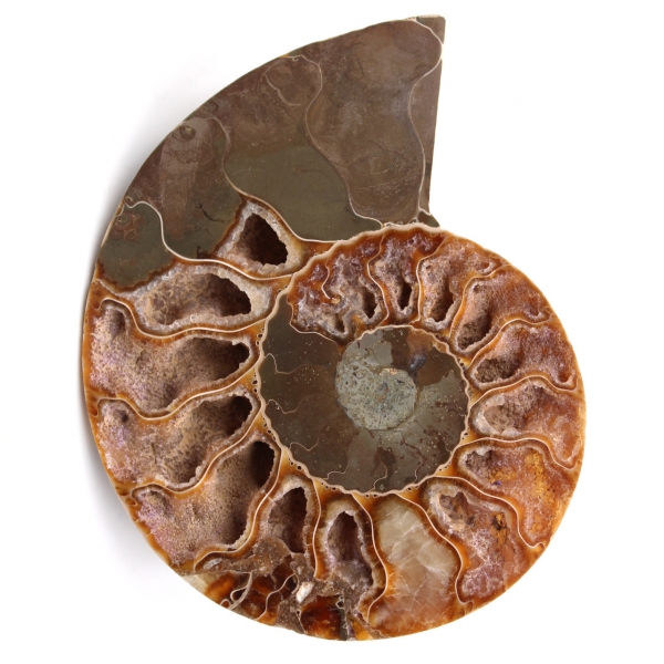 Fóssil de amonita