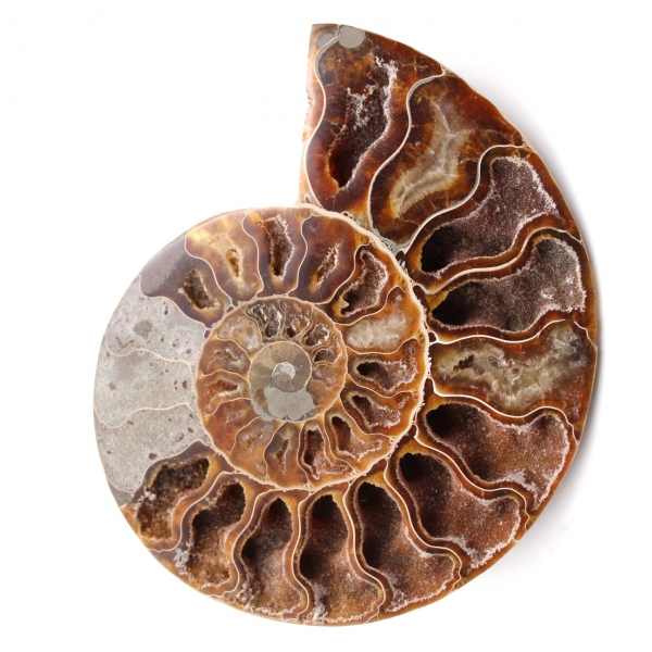 Fóssil de amonita polida e polida