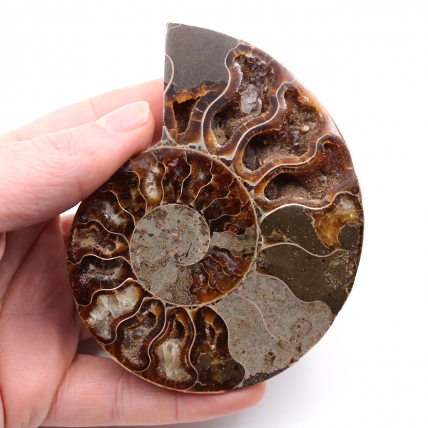 Fóssil de amonita polida e serrada