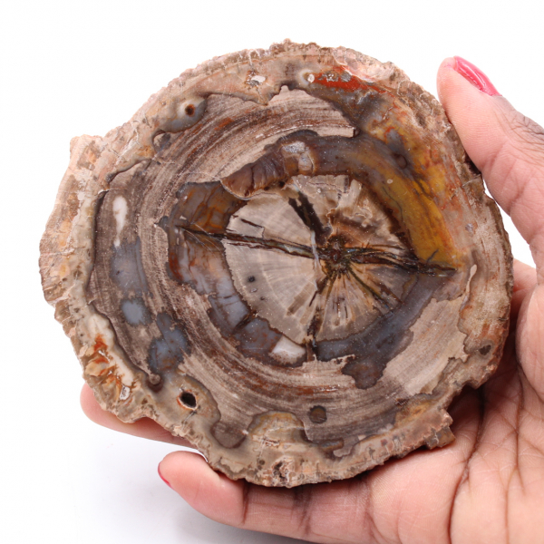 Fatia de madeira fóssil petrificada