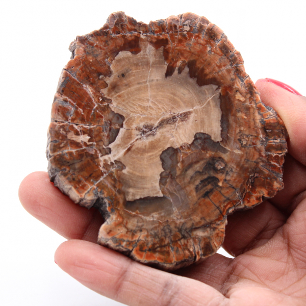 Fatia de madeira fóssil petrificada