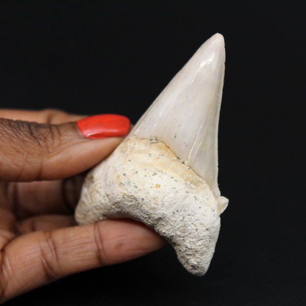 Dente fóssil do tubarão Otodus obliquus