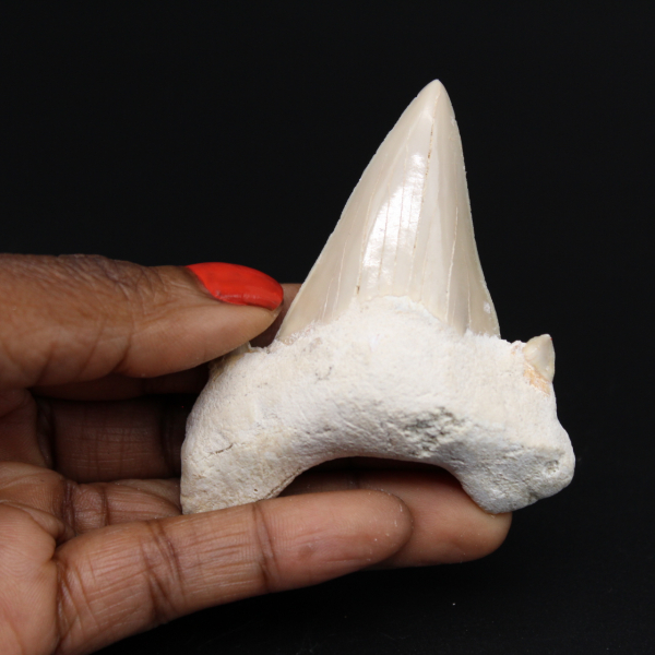 Dente fossilizado de tubarão Otodus obliquus