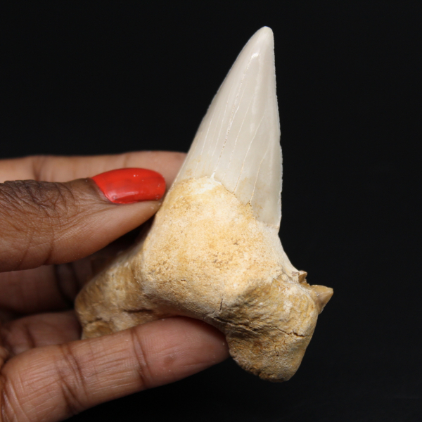 Espécime de dente fóssil de tubarão