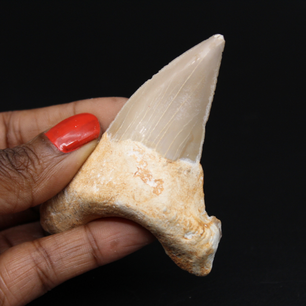Espécime de fóssil de dente de tubarão