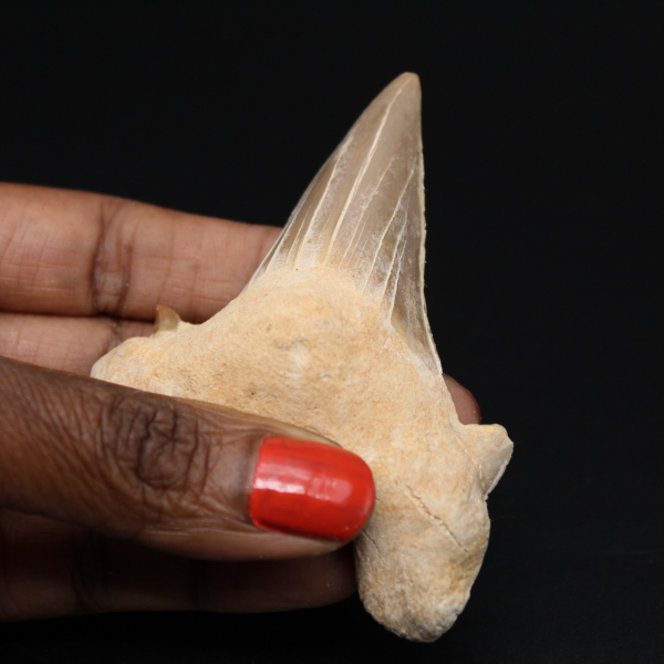 Dente fóssil Otodus obliquus