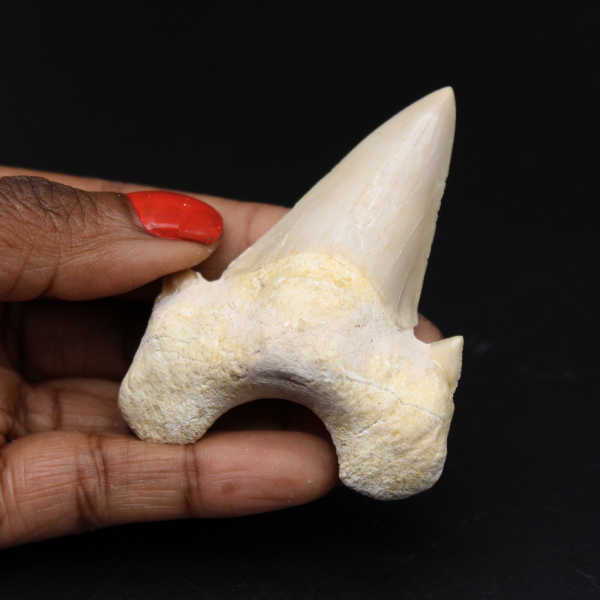 Dente de tubarão fossilizado