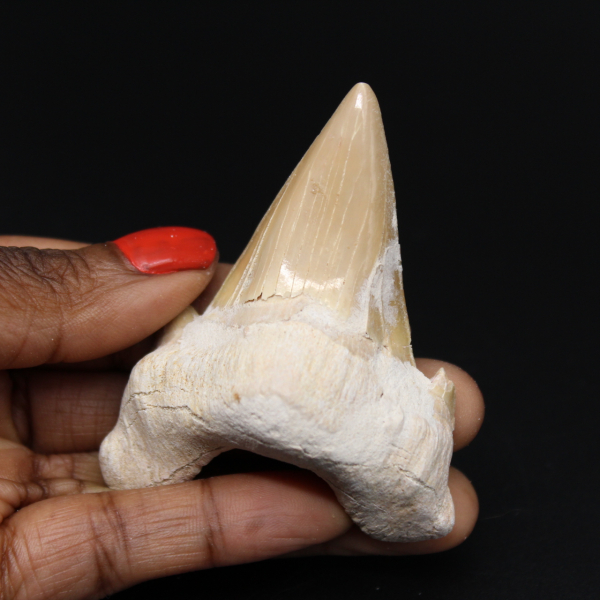 Dente fossilizado de tubarão do Marrocos