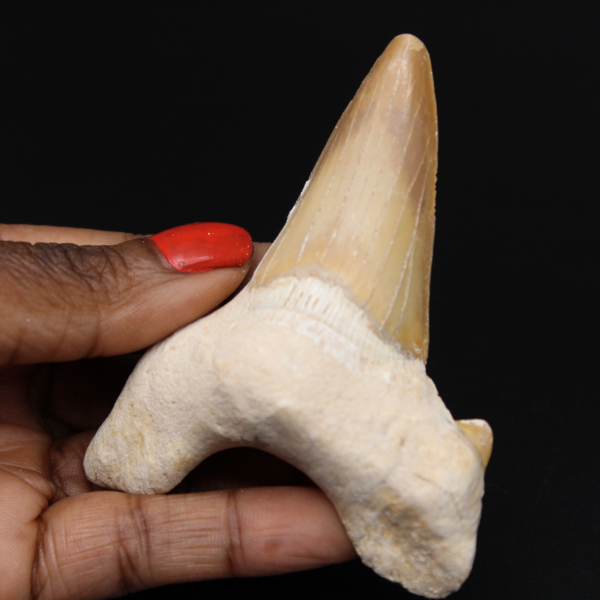 Fóssil de dente de tubarão Otodus obliquus