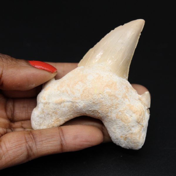 Dente fóssil de Marrocos, tubarão