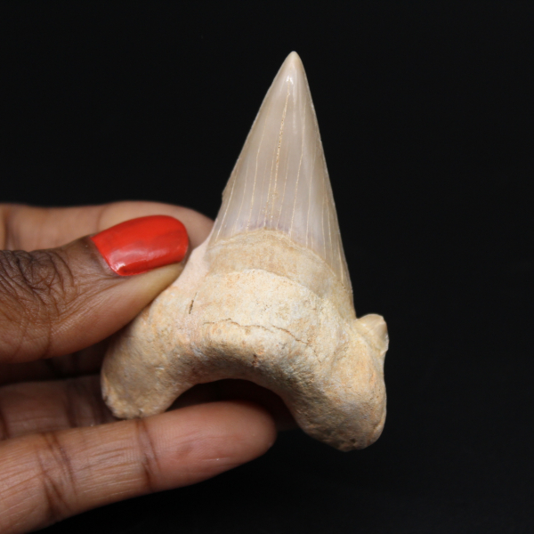 Dente de tubarão fossilizado