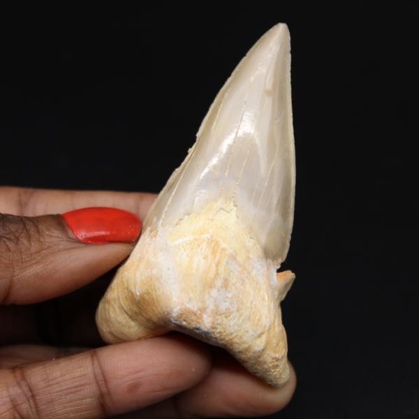 Dente fossilizado de tubarão do Marrocos