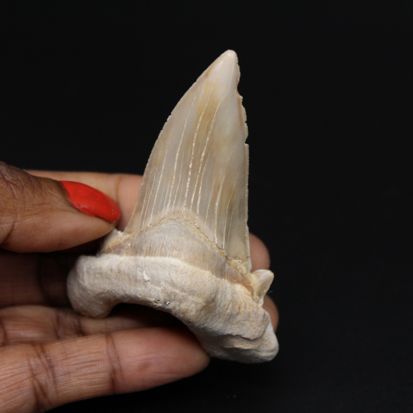 Dente fóssil do tubarão Otodus obliquus