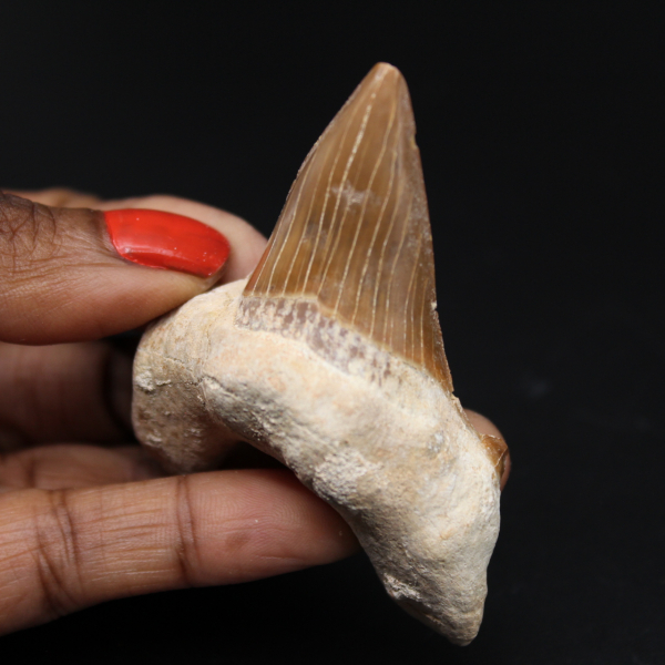 Espécime de dente fóssil de tubarão